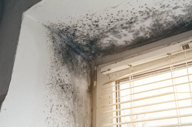 Affordable Mold Inspection And Testing solutions in Calvin, PA